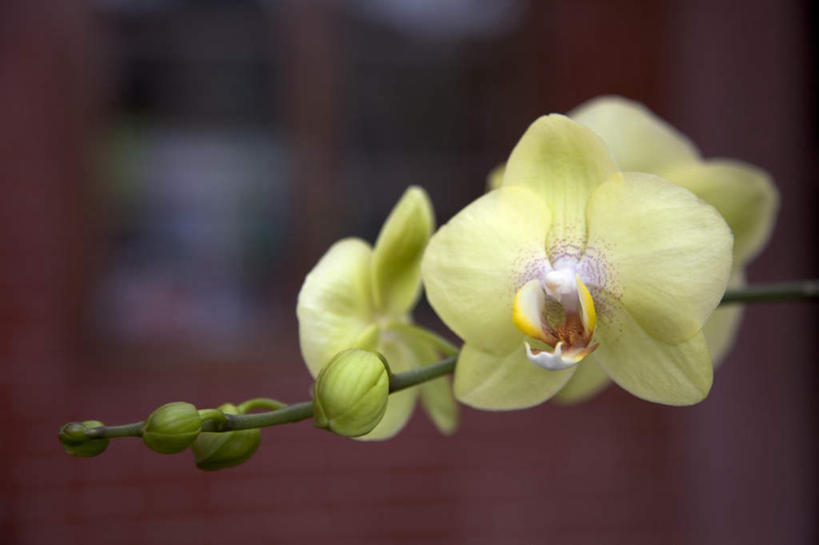 无人,横图,室外,特写,白天,正面,幸福,纯洁,植物,蝴蝶兰,台湾,中国,亚洲,朦胧,模糊,盛开,枝条,美丽,花蕾,花,花瓣,花朵,鲜花,树,树木,树枝,黄色,花苞,花蕊,东亚,台南市,港澳台,中华人民共和国,初恋,蝶兰,兰中皇后,台湾省,台南,虬枝,枝杈,彩图,台