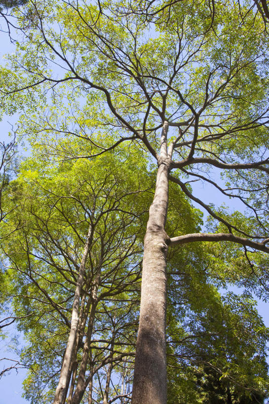 无人,竖图,室外,白天,仰视,旅游,度假,美景,植物,台湾,中国,亚洲,阴影,光线,影子,景观,娱乐,树,树木,蓝色,绿色,蓝天,天空,阳光,自然,天,享受,休闲,景色,放松,生长,晴朗,成长,自然风光,东亚,台南市,万里无云,港澳台,中华人民共和国,台湾省,台南,晴空,晴空万里,彩图,低角度拍摄,台