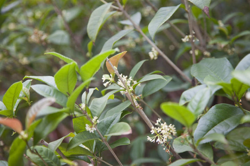 无人,横图,室外,特写,白天,正面,美景,植物,桂花,叶子,台湾,中国,亚洲,朦胧,模糊,盛开,纹理,景观,绿叶,花蕾,花,花瓣,花朵,鲜花,绿色,自然,花苞,花蕊,嫩叶,景色,草本,自然风光,东亚,香叶,台南市,肌理,港澳台,中华人民共和国,丹桂,木樨,台湾省,台南,木犀,叶,叶片,叶脉,彩图,台
