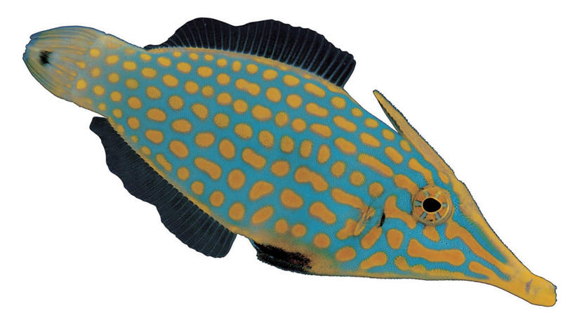 游泳,无人,横图,室内,特写,白天,白色背景,侧面,一条,鱼,注视,鱼类,海洋生物,黄色,绿色,观察,看,摄影,影棚,观看,察看,关注,水生动物,水生物,海底动物,泅水,拍浮,彩图,全身,影棚拍摄,拍摄,尖嘴炮弹,炮弹鱼