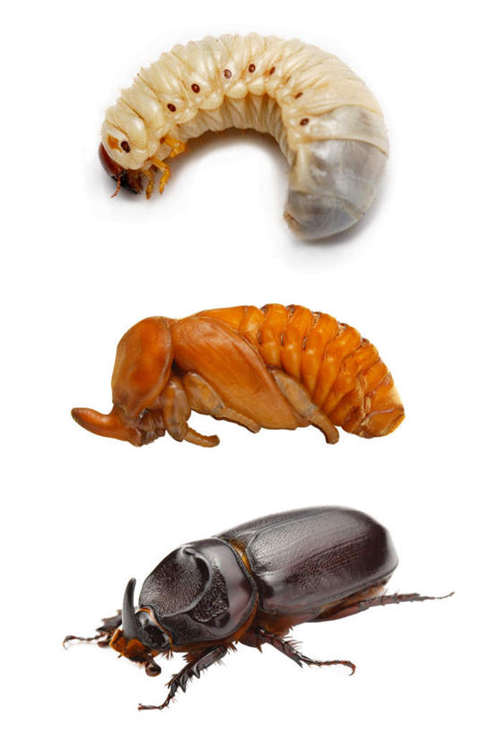 无人,竖图,俯视,室内,特写,白天,白色背景,一排,整齐,昆虫,甲壳虫,排列,三个,白色,黑色,动物,橙色,摄影,影棚,队列,甲虫,益虫,犀牛甲虫,彩图,高角度拍摄,全身,影棚拍摄,拍摄