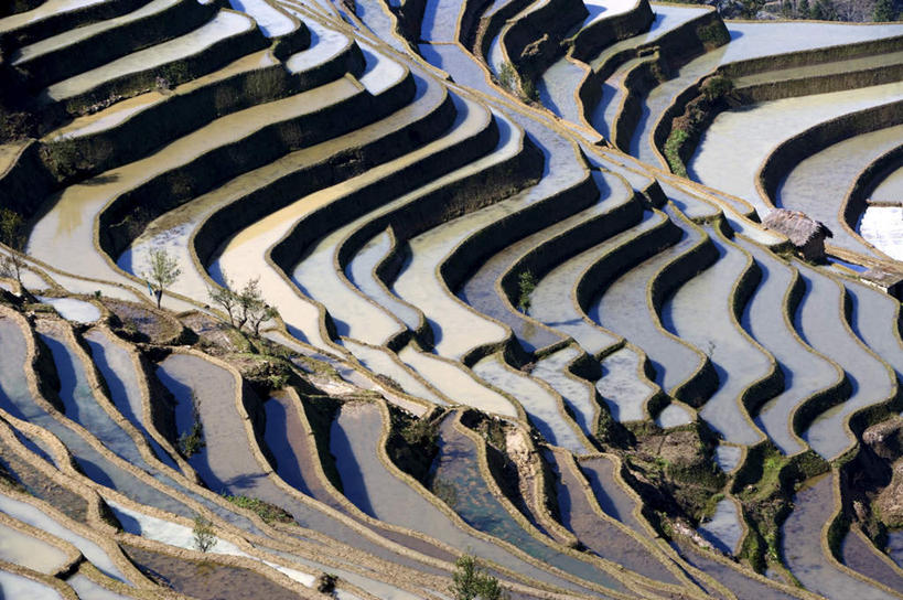 无人,农田,横图,俯视,室外,白天,旅游,度假,庄稼,梯田,农作物,美景,中国,亚洲,阴影,曲折,弯曲,光线,影子,稻田,景观,娱乐,云南,阳光,自然,享受,休闲,景色,放松,蜿蜒,自然风光,东亚,元阳,云南省,中华人民共和国,西南地区,滇,红河,红河州,红河哈尼族彝族自治州,哀牢山,元阳梯田,元阳县,彩图,高角度拍摄,耕地,庄稼田