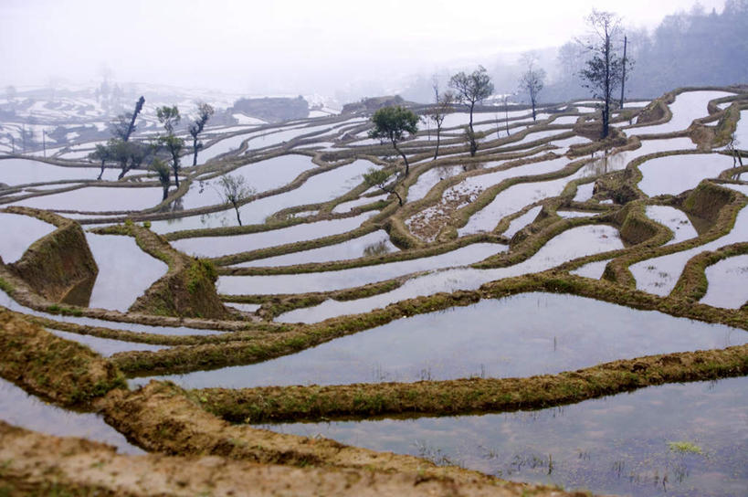 无人,农田,横图,俯视,室外,白天,旅游,度假,庄稼,梯田,农作物,草地,草坪,美景,植物,中国,亚洲,阴影,曲折,弯曲,光线,影子,稻田,景观,娱乐,云南,草,树,树木,绿色,天空,阳光,自然,天,享受,休闲,景色,放松,蜿蜒,生长,晴朗,成长,自然风光,东亚,元阳,云南省,万里无云,中华人民共和国,西南地区,滇,红河,红河州,红河哈尼族彝族自治州,哀牢山,元阳梯田,元阳县,晴空,晴空万里,彩图,高角度拍摄,耕地,庄稼田