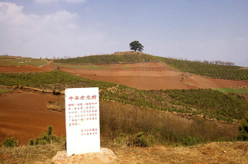 无人,横图,室外,白天,正面,旅游,度假,草地,草坪,美景,山,山脉,植物,龙血树,昆明,中国,亚洲,阴影,光线,标志,文字,影子,字符,景观,泥土,山峰,土壤,云,云朵,山峦,云彩,娱乐,标识,云南,草,树,树木,红色,蓝色,绿色,白云,蓝天,天空,阳光,自然,群山,天,享受,休闲,汉字,景色,放松,生长,晴朗,成长,中文,自然风光,昆明市,东亚,云南省,东川,中华人民共和国,省会,西南地区,国文,华文,滇,晴空,狭叶龙血树,马骡蔗树,长花龙血树,不才树,彩图,东川红土地,东川区,新田乡