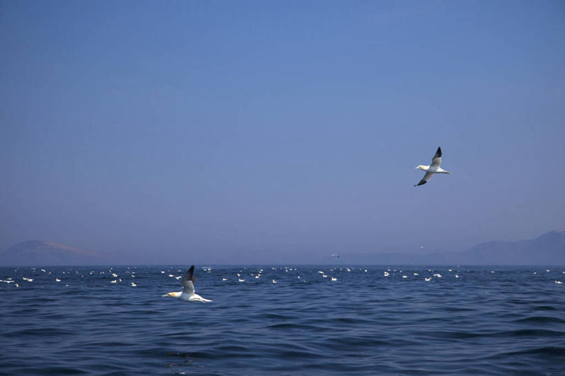 无人,横图,室外,白天,正面,海浪,海洋,美景,海鸟,鸟,爱尔兰,欧洲,飞翔,伸展,张开,展翅,阴影,飞行,光线,翅膀,鸟类,影子,景观,浪花,水平线,辽阔,海平线,翱翔,飞,蓝色,蓝天,天空,阳光,自然,海水,天,广阔,景色,晴朗,一望无际,西欧,自然风光,海景,张开翅膀,芒斯特省,万里无云,爱尔兰共和国,凯里郡,无边无际,一马平川,展开翅膀,鲣鸟,芒斯特,结巴鸟,憨鲣鸟,北方塘鹅,北鲣鸟,大海,风浪,海,海水的波动,近岸浪,涌浪,晴空,晴空万里,彩图,全身,水天相接,水天一线