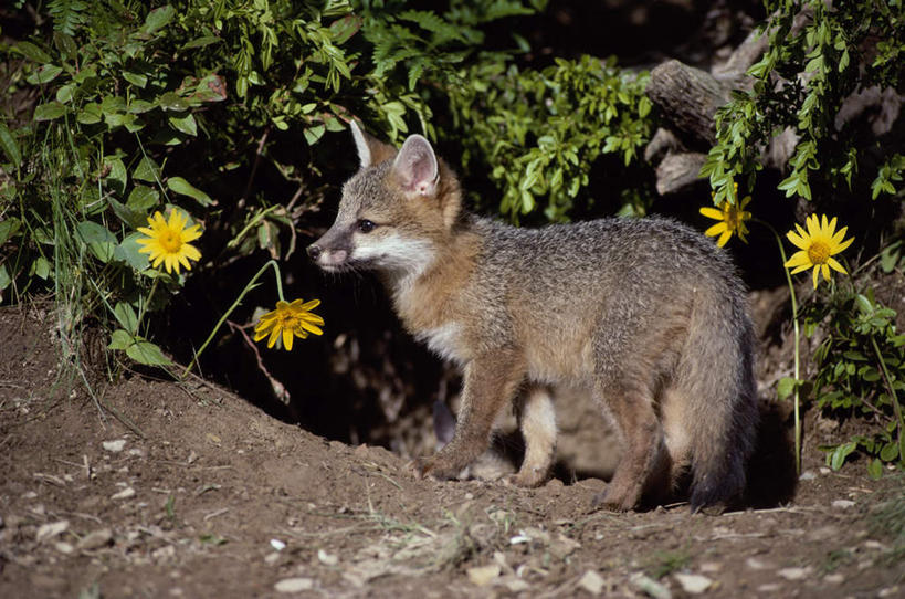 无人,站,横图,室外,白天,侧面,快乐,幸福,花海,花圃,美景,树林,植物,狐狸,野生动物,叶子,朦胧,模糊,盛开,景观,玛格丽特,花蕾,注视,雏菊,花,花瓣,花朵,花卉,鲜花,树,树木,一只,绿色,自然,动物,花丛,花束,花田,花苞,花蕊,观察,看,站着,菊花,景色,活力,生长,成长,观看,希望,察看,坚强,关注,自然风光,和平,狡猾,离别,灰狐,延命菊,幸福花,春菊,马兰头花,暗恋,纯情,单恋,狡诈,天真,站立,彩图,全身,愉快