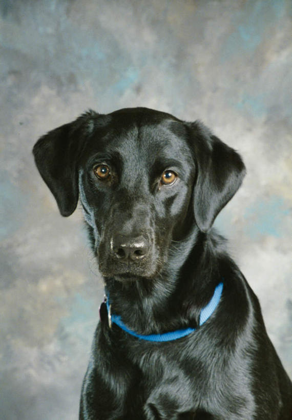 无人,坐,竖图,室内,白天,正面,宠物,狗,阴影,反射,影子,拉布拉多,注视,拉布拉多猎犬,一只,蓝色,动物,观察,看,可爱,摄影,影棚,观看,察看,关注,拉布拉多犬,狗链,忠诚,犬,坐着,半身,彩图,影棚拍摄,拍摄