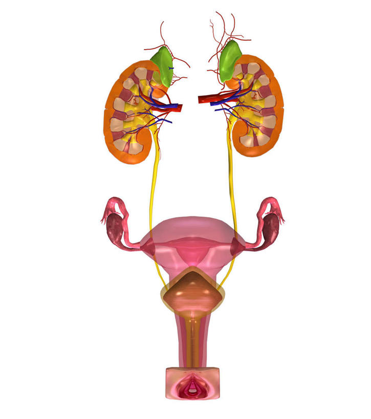 内脏,动脉,静脉,膀胱,子宫,无人,竖图,插画,室内,特写,白天,白色背景,正面,数码,科技,静物,阴影,网络,医学,高光,几何,计算机图形,合成,图画,画,模型,人体,电脑合成图,数码合成图,生物学,人体器官,器官,合成图,漫画,输卵管,生理学,写实,具体,具象,肾上腺,胞宫,雌性生殖器官,第六脏器,女子胞,彩图,生殖器官