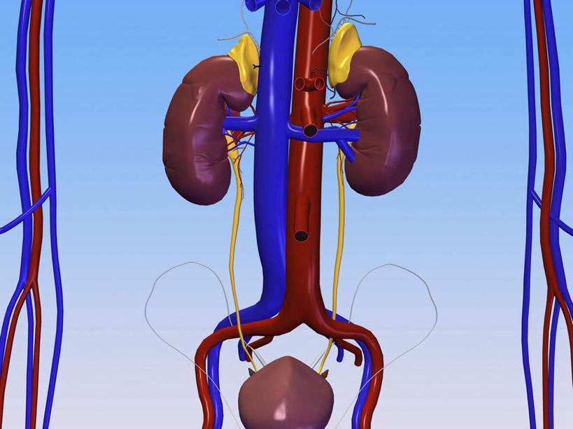 内脏,心脏,肾脏,动脉,静脉,膀胱,尿道,无人,横图,插画,室内,特写,白天,正面,数码,科技,静物,阴影,蓝色背景,网络,高光,几何,计算机图形,合成,图画,画,模型,人体,电脑合成图,数码合成图,生物学,器官,合成图,漫画,泌尿系统,输尿管,心血管,心房,心室,生理学,写实,具体,具象,排泄,心,彩图,代谢