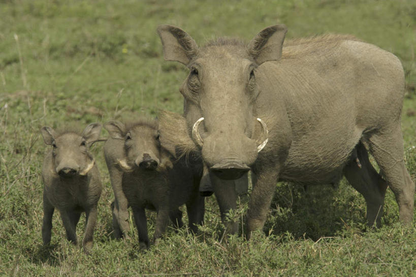 无人,站,横图,室外,白天,正面,草地,草原,美景,植物,野生动物,疣猪,三只,一排,整齐,景观,旷野,注视,草,排列,绿色,自然,动物,观察,看,站着,景色,观看,察看,队列,关注,自然风光,原野,凶猛,残暴,凶残,站立,彩图,全身