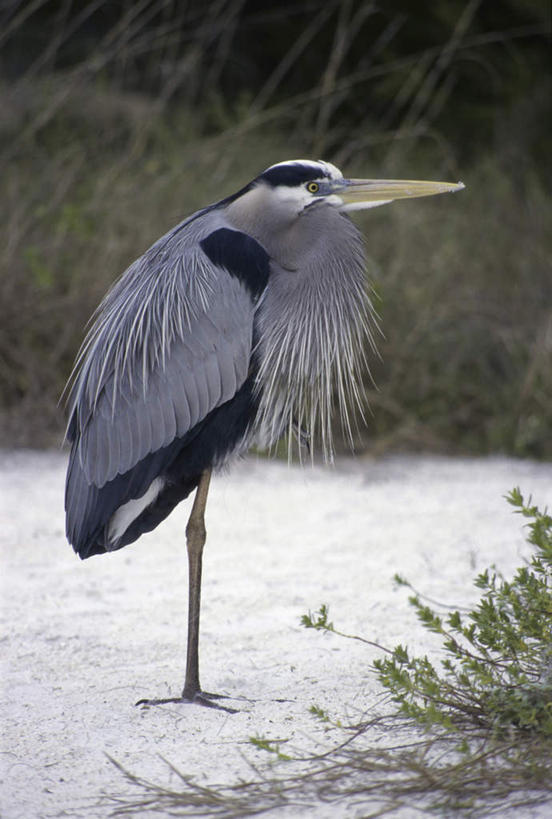无人,站,竖图,室外,白天,侧面,草地,草坪,美景,沙滩,植物,鸟,美国,阴影,光线,鸟类,沙子,影子,海岸,景观,沙地,注视,草,一只,绿色,阳光,自然,观察,看,站着,景色,观看,察看,大蓝鹭,北美,北美洲,关注,自然风光,美洲,佛罗里达,佛罗里达州,佛州,阳光州,北亚美利加洲,亚美利加洲,海滩,站立,彩图,全身
