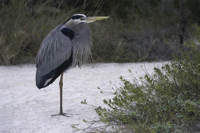 无人,站,横图,室外,白天,侧面,草地,草坪,美景,沙滩,植物,鸟,美国,阴影,光线,鸟类,沙子,影子,海岸,景观,沙地,注视,草,一只,绿色,阳光,自然,观察,看,站着,景色,观看,察看,大蓝鹭,北美,北美洲,关注,自然风光,美洲,佛罗里达,佛罗里达州,佛州,阳光州,北亚美利加洲,亚美利加洲,海滩,站立,彩图,全身