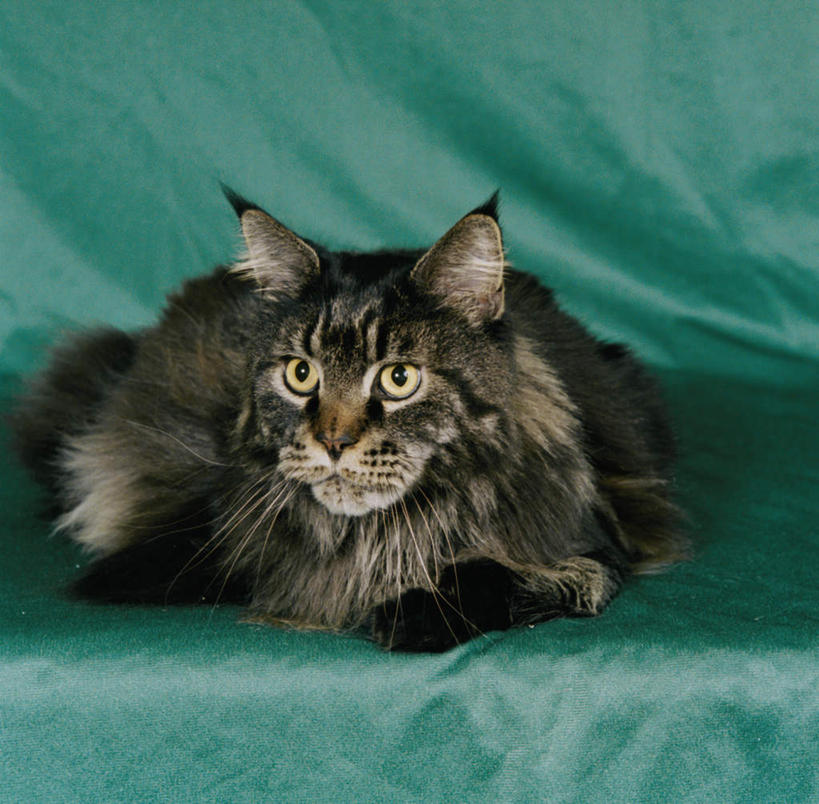 无人,横图,室内,白天,正面,宠物,猫,阴影,反射,影子,墙,注视,墙壁,墙面,一只,绿色,动物,观察,看,趴着,可爱,摄影,影棚,观看,察看,关注,猫咪,缅因库恩猫,缅因猫,趴,彩图,全身,影棚拍摄,拍摄