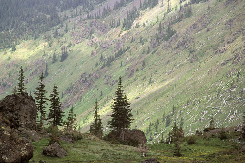 无人,公园,横图,室外,白天,正面,旅游,度假,草地,草坪,美景,山,山脉,树林,植物,华盛顿,美国,阴影,光线,影子,景观,山峰,山峦,娱乐,草,树,树木,绿色,阳光,自然,群山,享受,休闲,景色,放松,生长,成长,北美,北美洲,国家公园,自然风光,美洲,华盛顿州,奥林匹克国家公园,首府,常绿之州,常青州,北亚美利加洲,亚美利加洲,奥林匹亚,奥林比亚,奥林佩亚,奥林匹克半岛,奥林匹亚国家公园,奥林比亚国家公园,奥林佩亚国家公园,彩图