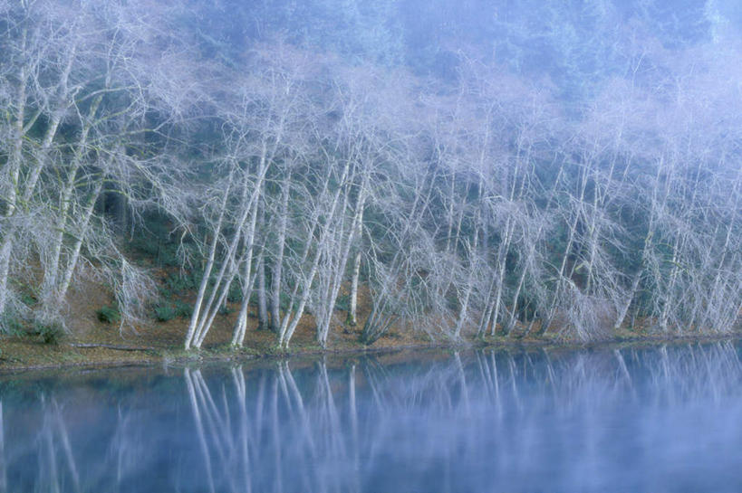 无人,公园,横图,室外,白天,正面,旅游,度假,湖,湖泊,美景,水,植物,雾,华盛顿,美国,波纹,朦胧,模糊,湖面,景观,水流,水面,涟漪,娱乐,树,树木,绿色,倒影,水纹,自然,波浪,湖水,享受,休闲,景色,放松,生长,成长,迷雾,倒映,北美,北美洲,国家公园,自然风光,美洲,华盛顿州,奥林匹克国家公园,首府,水晕,常绿之州,常青州,北亚美利加洲,亚美利加洲,奥林匹亚,奥林比亚,奥林佩亚,奥林匹克半岛,奥林匹亚国家公园,奥林比亚国家公园,奥林佩亚国家公园,反照,大雾,彩图