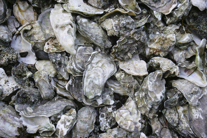 海鲜,无人,横图,俯视,室外,特写,白天,一堆,许多,堆叠,堆积,牡蛎,很多,水产,海洋生物,堆,生蚝,水生动物,海产品,水生物,海底动物,半身,彩图,高角度拍摄