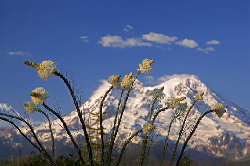 无人,横图,室外,白天,仰视,旅游,度假,草地,草坪,火山,石头,美景,山,雪,雪山,植物,大雪,华盛顿,美国,阴影,光线,石子,影子,冰,积雪,景观,山顶,山峰,雪景,云,云朵,冬季,冬天,山峦,云彩,娱乐,草,蓝色,绿色,白云,蓝天,天空,阳光,自然,天,享受,休闲,景色,放松,寒冷,晴朗,冰冷,北美,优美,北美洲,自然风光,美洲,华盛顿州,西雅图,雷尼尔山国家公园,沉积岩,瑞尼尔山国家公园,常绿之州,常青州,北亚美利加洲,亚美利加洲,严寒,冰凉,酷寒,凛冽,凛凛,极冷,绿宝石城,翡翠之城,雨城,常绿之城,阿拉斯加门户,女王之城,喷气机之城,常青城,俏丽,颠峰,极峰,柔情,肥皂草,水成岩,活火山,石块,岩石,晴空,彩图,低角度拍摄,熊草