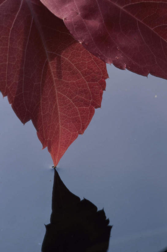 无人,竖图,室外,特写,白天,正面,美景,水,叶子,阴影,光线,液体,影子,景观,水滴,枫叶,枯叶,落叶,红色,阳光,自然,景色,枫树叶,自然风光,叶,叶片,彩图