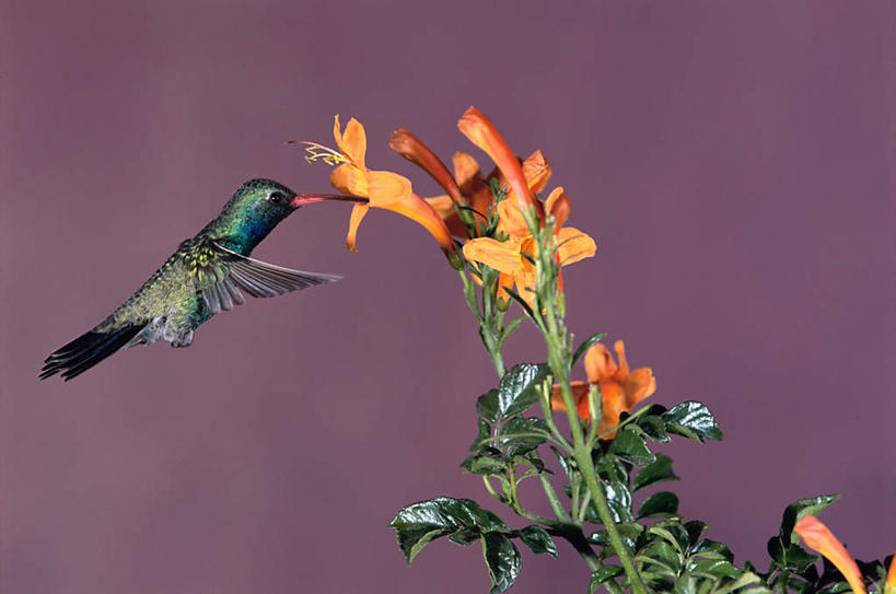 无人,横图,室外,白天,侧面,美景,蜂鸟,鸟,叶子,飞翔,伸展,张开,展翅,阴影,朦胧,模糊,盛开,飞行,光线,翅膀,鸟类,影子,景观,绿叶,翱翔,花蕾,注视,飞,花,花瓣,花朵,鲜花,一只,阳光,自然,花苞,花蕊,观察,看,嫩叶,景色,观看,察看,关注,自然风光,张开翅膀,授粉,展开翅膀,阔嘴蜂鸟,叶,叶片,彩图,全身