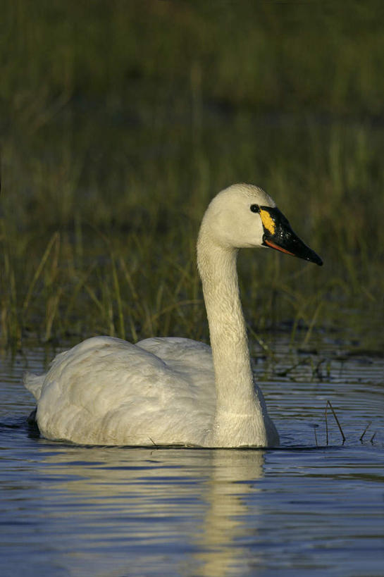 游泳,无人,竖图,室外,白天,正面,旅游,度假,草地,草坪,湖,湖泊,美景,水,植物,鸟,野生动物,天鹅,阴影,波纹,光线,鸟类,影子,湖面,景观,水流,水面,涟漪,注视,娱乐,草,一只,绿色,白色,倒影,水纹,阳光,自然,动物,波浪,湖水,观察,看,享受,休闲,景色,放松,可爱,观看,察看,倒映,关注,自然风光,水晕,泅水,反照,拍浮,鹄,彩图,全身,小天鹅