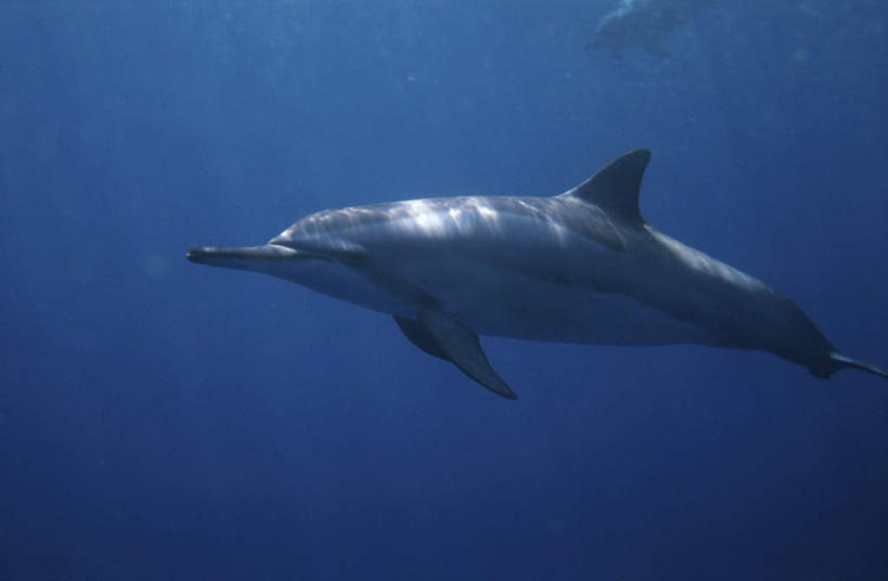 游泳,无人,横图,室外,白天,侧面,旅游,度假,海底,水下,海浪,海洋,美景,哺乳动物,海豚,一头,透明,景观,浪花,水底,注视,娱乐,蓝色,自然,海水,动物,观察,看,享受,休闲,景色,放松,可爱,海底世界,活泼,观看,察看,关注,自然风光,海景,理智,沉静,泅水,冷色,高深,冷淡,拍浮,大海,风浪,海,海床,海水的波动,近岸浪,涌浪,彩图,全身,长吻原海豚,飞旋海豚