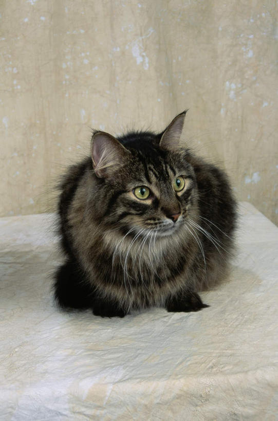 无人,躺,竖图,室内,白天,正面,桌面,桌子,宠物,猫,阴影,反射,木制,影子,注视,一只,黑色,动物,木制品,观察,看,可爱,观看,察看,关注,猫咪,缅因库恩猫,缅因猫,卧着,躺着,卧,彩图,全身