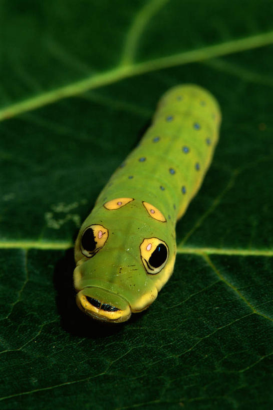 无人,竖图,俯视,室外,特写,白天,旅游,度假,美景,植物,蝴蝶,叶子,昆虫,纹理,景观,绿叶,注视,娱乐,一只,绿色,自然,动物,观察,看,趴着,享受,休闲,嫩叶,景色,放松,毛毛虫,观看,察看,关注,自然风光,益虫,肌理,害虫,虎凤蝶,毛虫,叶,叶片,叶脉,趴,彩图,高角度拍摄,全身