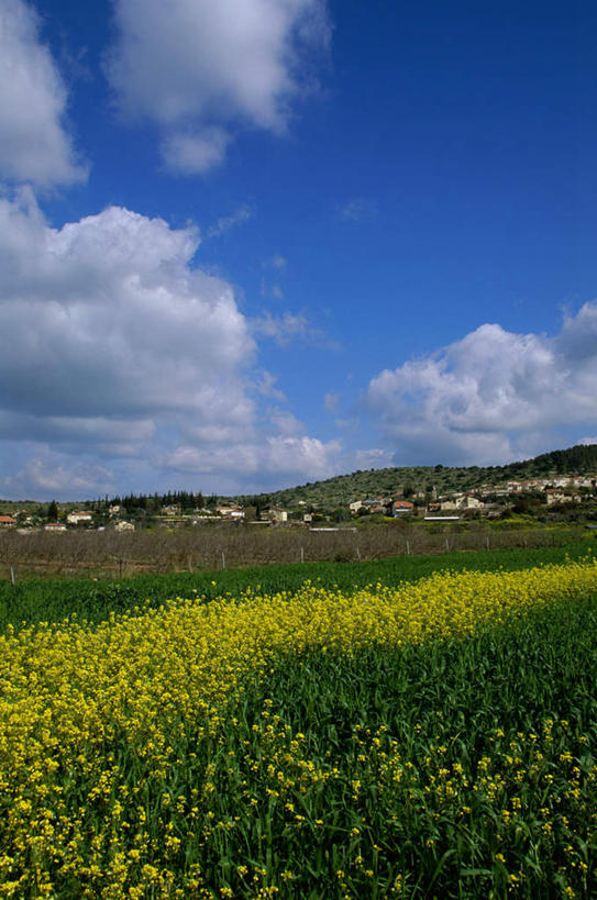 无人,竖图,室外,白天,正面,旅游,度假,花海,花圃,石头,美景,山,山脉,植物,叶子,以色列,亚洲,阴影,盛开,光线,石子,影子,景观,山峰,云,云朵,山峦,花蕾,云彩,娱乐,花,花瓣,花朵,花卉,鲜花,黄色,蓝色,绿色,白云,蓝天,天空,阳光,自然,花丛,花束,花田,群山,天,花苞,花蕊,享受,休闲,景色,放松,晴朗,自然风光,西亚,以色列国,石块,岩石,晴空,彩图