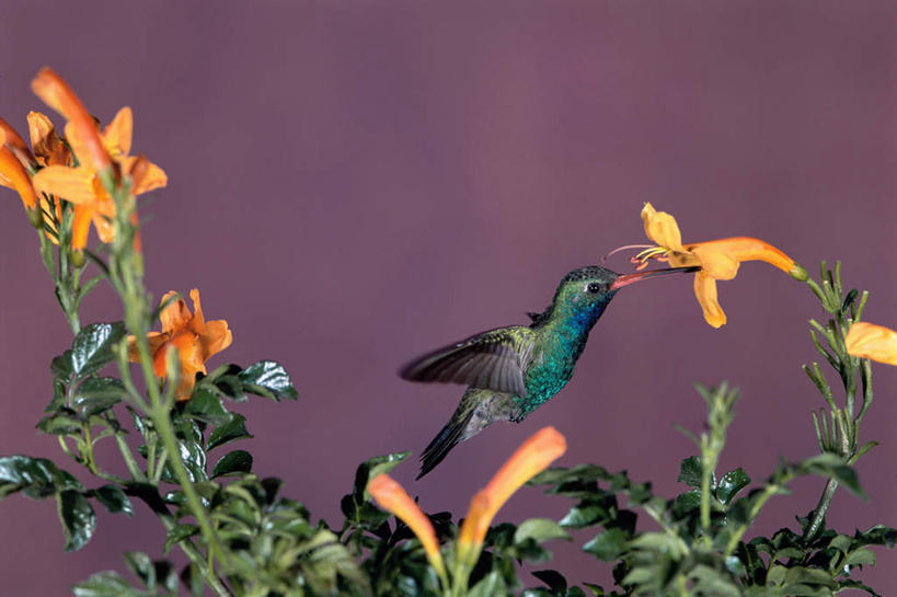 无人,横图,室外,白天,侧面,花海,花圃,植物,蜂鸟,鸟,叶子,伸展,张开,展翅,盛开,翅膀,鸟类,花蕾,注视,花,花瓣,花朵,花卉,鲜花,一只,黄色,绿色,花丛,花束,花田,花苞,花蕊,观察,看,观看,察看,关注,张开翅膀,展开翅膀,阔嘴蜂鸟,彩图,全身