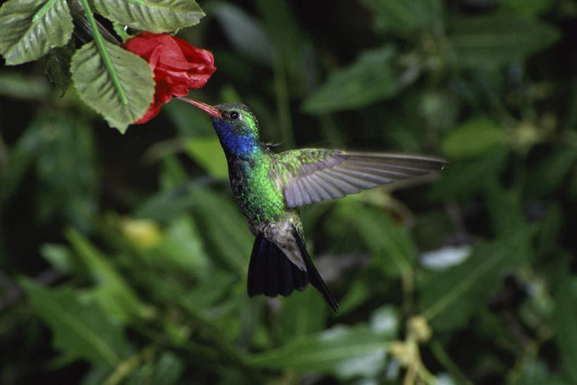 无人,横图,室外,白天,侧面,美景,植物,蜂鸟,鸟,叶子,美国,飞翔,伸展,张开,展翅,朦胧,模糊,盛开,飞行,翅膀,鸟类,纹理,景观,绿叶,翱翔,花蕾,注视,飞舞,花,花瓣,花朵,鲜花,一只,绿色,自然,花苞,花蕊,观察,看,嫩叶,景色,观看,察看,亚利桑那,北美,北美洲,关注,自然风光,美洲,张开翅膀,亚利桑那州,大峡谷之州,肌理,北亚美利加洲,亚美利加洲,遨游,漫游,展开翅膀,阔嘴蜂鸟,叶,叶片,叶脉,彩图,全身