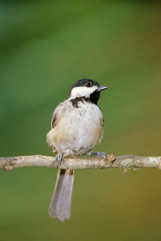 无人,站,竖图,室外,特写,白天,正面,鸟,朦胧,模糊,鸟类,山雀,树桩,注视,树,树干,一只,白色,黑色,观察,看,站着,木桩,观看,察看,关注,站立,彩图,全身