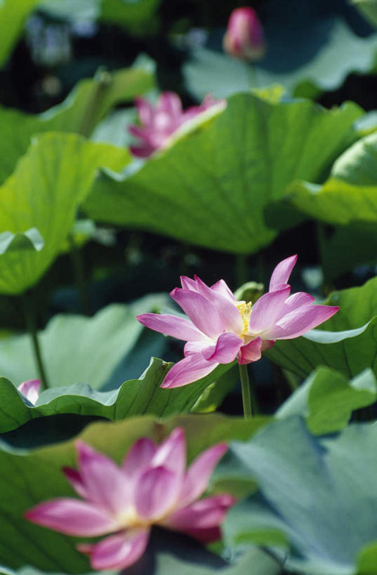 无人,颐和园,宫殿,竖图,俯视,室外,特写,白天,美景,睡莲,叶子,北京,中国,亚洲,盛开,纹路,纹理,池塘,景观,水池,荷叶,首都,花蕾,花,花瓣,花朵,鲜花,粉色,自然,花苞,花蕊,景色,权利,自然风光,东亚,纯真,妖艳,肌理,中华人民共和国,北京市,京,北平,华北地区,莲叶,水芹花,抒情,洁净,皇家园林,清漪园,水洋花,子午莲,叶,叶片,彩图,高角度拍摄