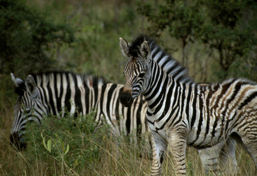 无人,站,横图,室外,白天,侧面,旅游,度假,美景,森林,树林,植物,斑马,马,野生动物,非洲,南非,景观,注视,娱乐,树,树木,绿色,自然,动物,观察,看,站着,享受,休闲,景色,放松,可爱,牲畜,活泼,生长,成长,观看,察看,两匹,关注,自然风光,阿非利加洲,南非共和国,夸祖鲁.纳塔尔省,站立,半身,彩图