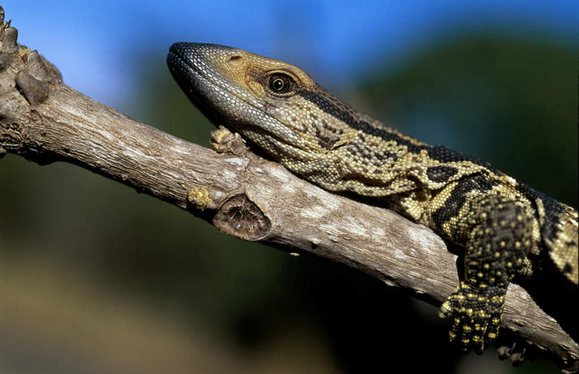 无人,横图,室外,特写,白天,侧面,旅游,度假,美景,森林,树林,植物,野生动物,蜥蜴,非洲,南非,阴影,朦胧,模糊,光线,影子,景观,树桩,注视,娱乐,树,树干,树木,一只,蓝色,绿色,蓝天,天空,阳光,自然,动物,天,观察,看,趴着,享受,休闲,木桩,景色,放松,生长,晴朗,成长,观看,察看,关注,自然风光,石龙子,万里无云,泉龙,猪婆蛇,四脚蛇,蜴,阿非利加洲,南非共和国,夸祖鲁.纳塔尔省,晴空,晴空万里,趴,半身,彩图