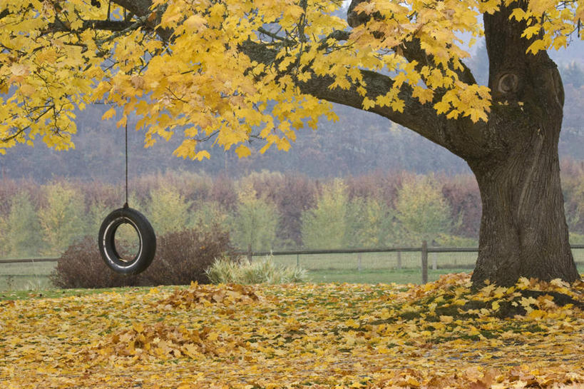 无人,农田,横图,室外,白天,正面,旅游,度假,游戏,庄稼,农作物,草地,草坪,美景,山,山脉,峡谷,植物,叶子,美国,摇摆,景观,山峰,枯叶,落叶,山峦,玩,娱乐,草,树,树木,绿色,黑色,自然,轮胎,秋千,群山,荡秋千,享受,休闲,橡胶,景色,放松,生长,成长,活动,北美,北美洲,自然风光,美洲,摇晃,橡胶制品,俄勒冈州,车胎,胡德河峡谷,俄勒冈,北亚美利加洲,亚美利加洲,落日之州,水獭之州,海狸州,胡得山,叶,叶片,玩耍,嬉戏,彩图,耕地,庄稼田,外胎