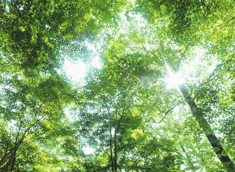 无人,横图,室外,白天,仰视,美景,树林,植物,阴影,光线,影子,景观,树,树木,绿色,天空,阳光,自然,天,景色,生长,成长,自然风光,彩图,低角度拍摄,眩光