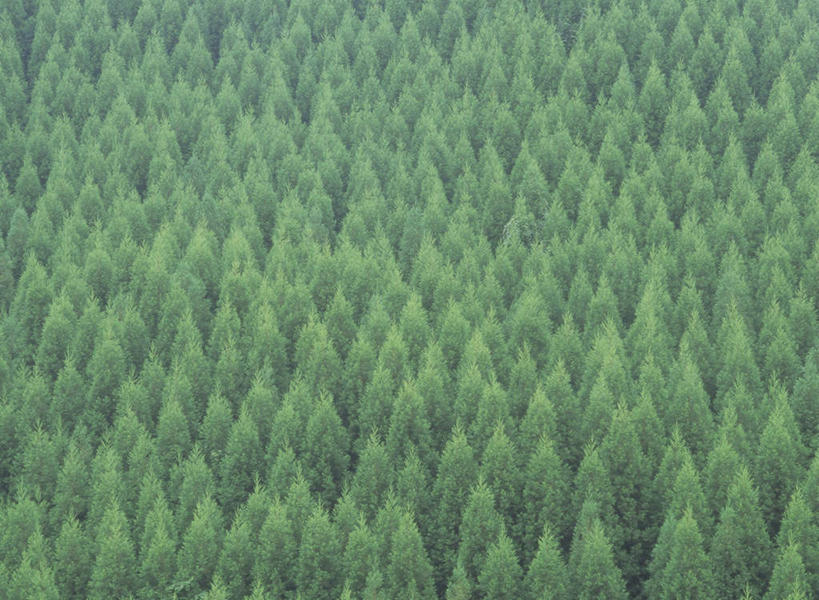 无人,横图,俯视,航拍,室外,白天,旅游,度假,美景,森林,树林,植物,柏树,一排,许多,整齐,景观,娱乐,树,树木,排列,绿色,自然,享受,休闲,景色,放松,生长,成长,鸟瞰,队列,自然风光,高尚,长寿,不朽,正气,彩图,高角度拍摄