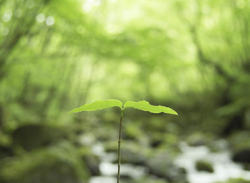 无人,横图,室外,特写,白天,正面,河流,石头,美景,森林,树林,水,植物,叶子,朦胧,模糊,石子,河水,景观,水流,青苔,绿叶,苔藓,幼苗,树,树木,绿色,小溪,自然,嫩芽,溪水,嫩叶,景色,生长,成长,自然风光,秧苗,一株,新苗,叶,叶片,石块,彩图