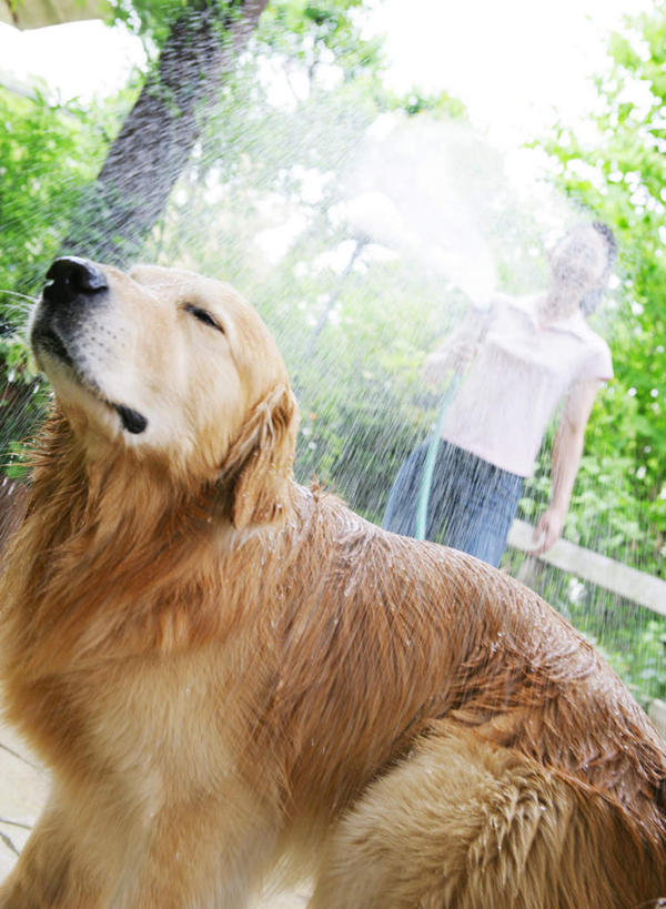 东方人,一个人,站,坐,竖图,室外,白天,正面,冲洗,水,植物,宠物,狗,亚洲,仅一个女性,仅一个人,阴影,飞溅,服装,朦胧,模糊,溅,光线,管子,盆栽,液体,影子,水滴,盆景,扭头,洒,注视,休闲装,黄种人,金毛犬,水管,水珠,树,树木,一只,衣服,绿色,阳光,自然,动物,观察,看,站着,转头,仅一个中年女性,休闲,休闲服,可爱,服饰,金毛,生长,成长,观看,察看,金毛猎犬,关注,喷洒,寻回犬,金毛寻回犬,忠诚,金毛狗,金毛寻回狗,寻回狗,女人,女性,中年女性,亚洲人,犬,撒,站立,坐着,彩图,全身