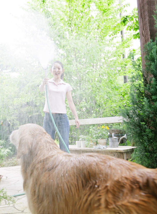 东方人,一个人,站,竖图,室外,白天,正面,冲洗,水,植物,宠物,狗,亚洲,仅一个女性,仅一个人,阴影,飞溅,服装,朦胧,模糊,溅,光线,管子,盆栽,液体,影子,水滴,盆景,洒,注视,休闲装,黄种人,金毛犬,水管,水珠,树,树木,一只,衣服,绿色,阳光,自然,动物,观察,看,站着,仅一个中年女性,休闲,休闲服,可爱,服饰,金毛,生长,成长,观看,察看,金毛猎犬,关注,喷洒,寻回犬,金毛寻回犬,忠诚,金毛狗,金毛寻回狗,寻回狗,女人,女性,中年女性,亚洲人,犬,撒,站立,彩图,全身