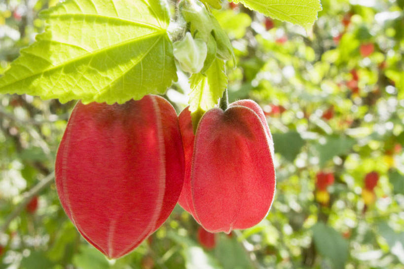 无人,横图,室外,特写,白天,正面,美景,植物,叶子,阴影,朦胧,模糊,盛开,光线,影子,景观,绿叶,枝条,花蕾,花,花瓣,花朵,鲜花,树,树木,树枝,两朵,红色,阳光,自然,花苞,花蕊,嫩叶,景色,自然风光,苘麻,虬枝,枝杈,青麻,野苎麻,叶,叶片,彩图