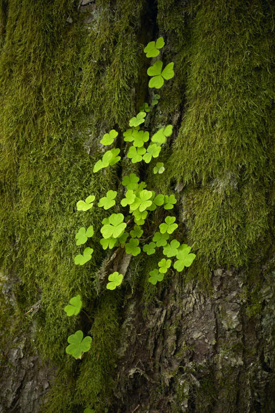 无人,竖图,室外,特写,白天,正面,爱情,旅游,度假,自由,幸福,美景,瑞典,许多,景观,青苔,三叶草,苔藓,娱乐,树干,绿色,自然,享受,休闲,景色,放松,希望,自然风光,和平,车轴草,苜蓿,统一,斯科讷省,团结,彩图,隆德市