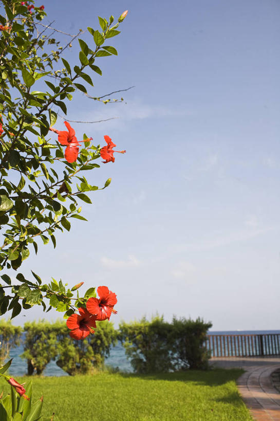 无人,栏杆,竖图,室外,白天,正面,旅游,度假,草地,草坪,海浪,海洋,美景,植物,道路,路,希腊,欧洲,阴影,盛开,光线,影子,景观,浪花,云,云朵,围栏,小路,木槿,木槿花,交通,美丽,花蕾,云彩,娱乐,护栏,草,花,花瓣,花朵,鲜花,树,树木,蓝色,绿色,白云,蓝天,天空,阳光,自然,海水,天,花苞,花蕊,享受,休闲,景色,放松,乡间小路,生长,晴朗,成长,坚韧,自然风光,海景,希腊共和国,永恒,质朴,无穷花,罗得斯岛,大海,风浪,海,海水的波动,近岸浪,涌浪,晴空,彩图