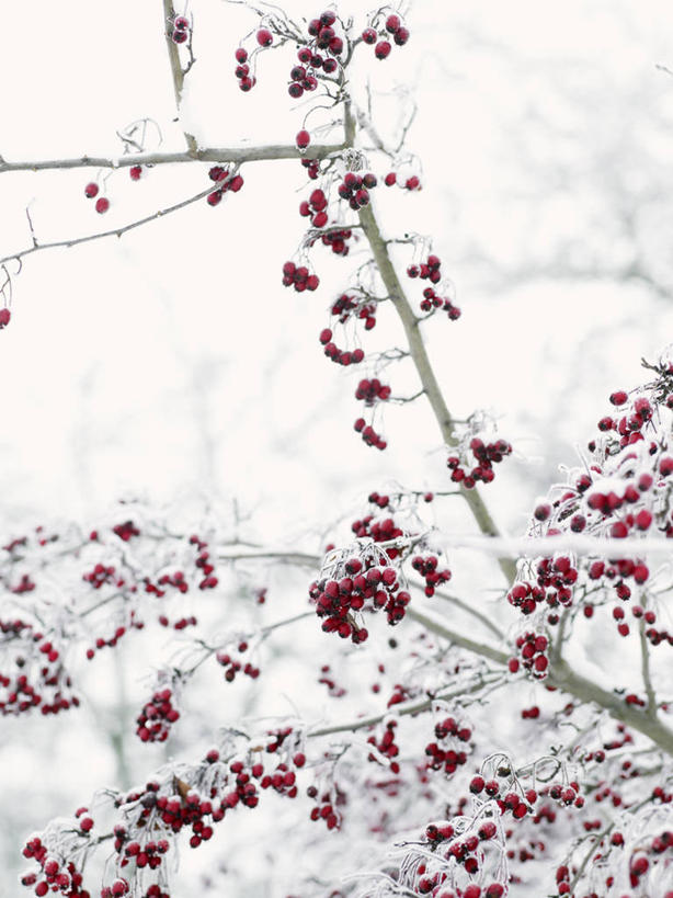 无人,竖图,室外,白天,正面,旅游,度假,美景,雪,植物,大雪,浆果,瑞典,欧洲,积雪,景观,雪景,冬季,冬天,枝条,首都,娱乐,树,树木,树枝,红色,自然,享受,休闲,景色,放松,寒冷,忧伤,斯堪的纳维亚,美好,自然风光,北欧,斯德哥尔摩,斯堪的那维亚,斯堪的那维亚半岛,斯堪的纳维亚半岛,善良,痛苦,忠诚,首府,严寒,瑞典王国,花楸,红果臭山槐,虬枝,枝杈,斯德哥尔摩省,百华花楸,马加木,彩图,哭泣