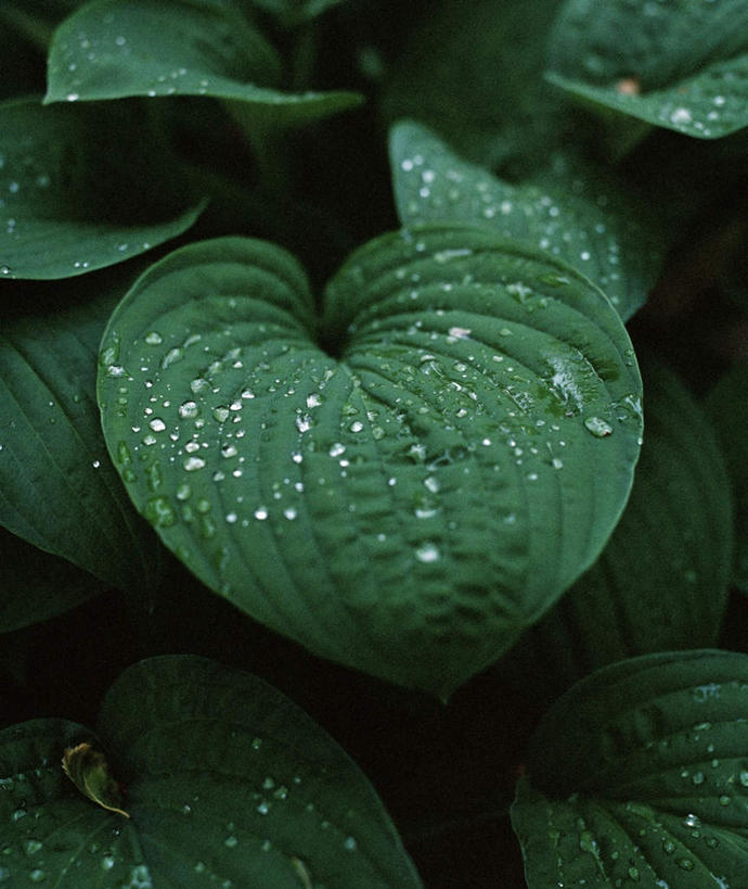 无人,竖图,俯视,室内,特写,白天,水,植物,露水,静物,叶子,许多,阴影,光线,纹理,液体,影子,水滴,绿叶,水珠,绿色,阳光,露珠,嫩叶,肌理,叶,叶片,叶脉,彩图,高角度拍摄