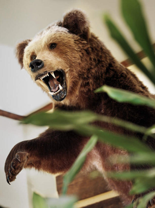 无人,站,竖图,室内,特写,白天,仰视,植物,野生动物,熊,盆栽,墙,盆景,注视,墙壁,墙面,一只,绿色,自然,动物,观察,看,站着,张嘴,生长,成长,观看,察看,关注,凶猛,张大嘴巴,残暴,凶残,张开嘴,棕熊,马熊,站立,半身,彩图,低角度拍摄