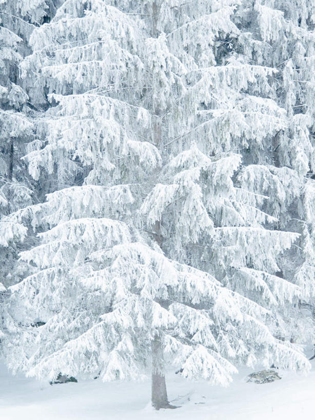 无人,竖图,室外,白天,正面,旅游,度假,美景,树林,雪,植物,大雪,积雪,景观,雪地,雪景,冬季,冬天,娱乐,树,树木,绿色,白色,自然,享受,休闲,景色,放松,寒冷,生长,成长,自然风光,严寒,牛角藓,彩图