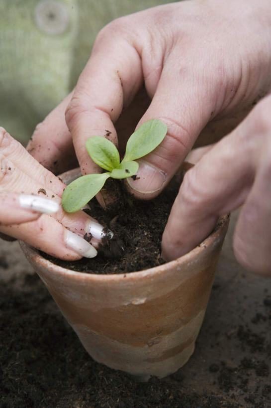 西方人,手,两个人,夫妻,竖图,俯视,室外,特写,白天,爱情,植物,桌子,叶子,欧洲,欧洲人,盆栽,绿叶,盆景,浪漫,绿色,自然,按,扶,手部,嫩叶,恩爱,恋人,生长,成长,压,扶着,老年男性,老年女性,男人,男性,女人,女性,白种人,夫妇,情侣,叶,叶片,半身,彩图,高角度拍摄,伴侣