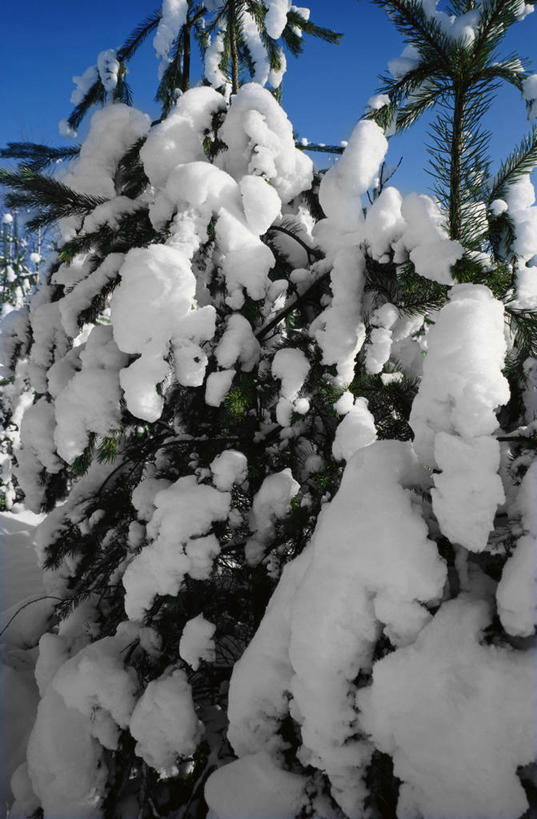 无人,竖图,室外,白天,正面,美景,雪,植物,大雪,阴影,光线,影子,积雪,景观,雪景,冬季,冬天,树,树木,蓝色,绿色,蓝天,天空,阳光,自然,天,景色,寒冷,生长,晴朗,成长,自然风光,云杉,万里无云,严寒,粗皮云杉,粗枝云杉,大果云杉,晴空,晴空万里,针叶树,彩图