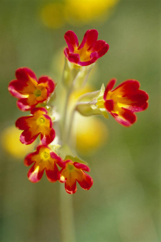 无人,竖图,室外,特写,白天,正面,美景,报春花,叶子,阴影,朦胧,模糊,盛开,光线,影子,景观,绿叶,花蕾,花,花瓣,花朵,鲜花,黄色,红色,阳光,自然,花苞,花蕊,嫩叶,景色,自然风光,樱草,独一,仅有,唯一,唯有,惟一,惟有,黄花九轮草,莲香报春花,年景花,四季报春,叶,叶片,彩图